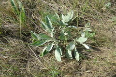 Psephellus turgaicus