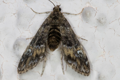 Elophila occidentalis