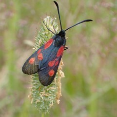 Zygaena viciae