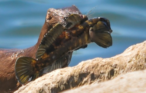 Round goby (Neogobius melanostomus) — Gobiidae — 4