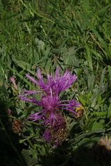 Psephellus turgaicus