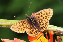 Boloria euphrosyne