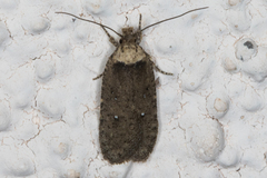 Agonopterix argillacea
