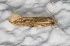 Ypsolopha sp-sw