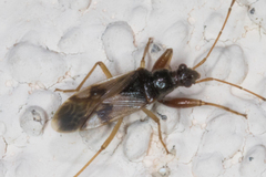 Pseudopamera nitidula