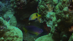 Plectroglyphidodon johnstonianus