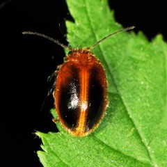 Prionocyphon limbatus