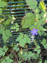 Geranium robertianum