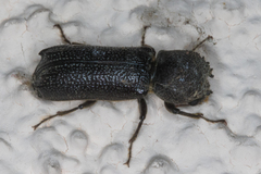 Amphicerus cornutus