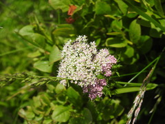 Mutellina purpurea