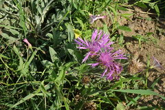 Psephellus turgaicus