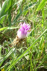 Psephellus turgaicus