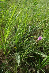 Psephellus turgaicus