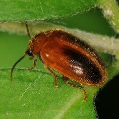 Prionocyphon limbatus