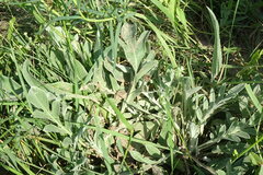 Psephellus turgaicus