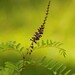 Amorpha laevigata - Photo (c) Lisa Appelbaum,  זכויות יוצרים חלקיות (CC BY-NC), הועלה על ידי Lisa Appelbaum