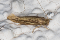 Ypsolopha sp-sw