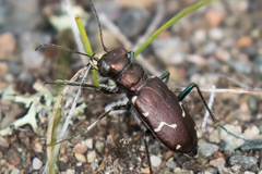 Cicindela longilabris