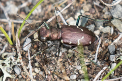 Cicindela longilabris