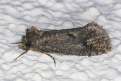 Acrolophus cockerelli