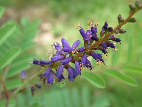 smooth false indigo (Amorpha laevigata)