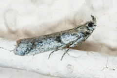 Laetilia dilatifasciella