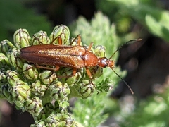 Stenotrachelidae