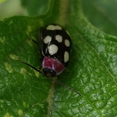 Alagoasa bipunctata