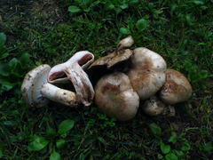 Agaricus