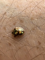 Deloyala guttata
