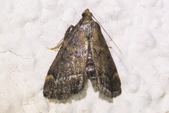 Hypsopygia phoezalis