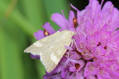 Udea alpinalis