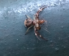 Strigoplus guizhouensis