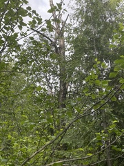 Sphyrapicus nuchalis