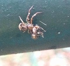 Strigoplus guizhouensis