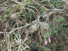 Tillandsia recurvifolia