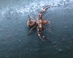 Strigoplus guizhouensis