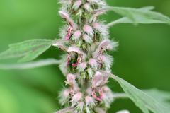 Leonurus quinquelobatus