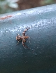 Strigoplus guizhouensis