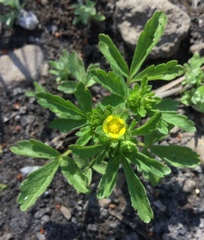 Potentilla biennis