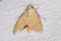 Litoprosopus coachella