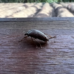 Coleoptera