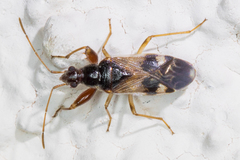 Pseudopamera nitidula