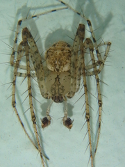 Mimetus laevigatus