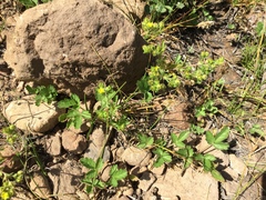 Potentilla biennis