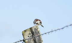 Passer domesticus