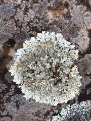 Xanthoparmelia tinctina