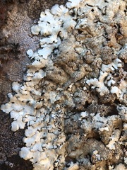 Xanthoparmelia tinctina