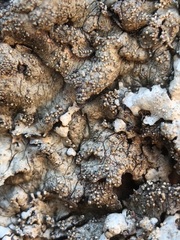 Xanthoparmelia tinctina