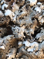 Xanthoparmelia tinctina